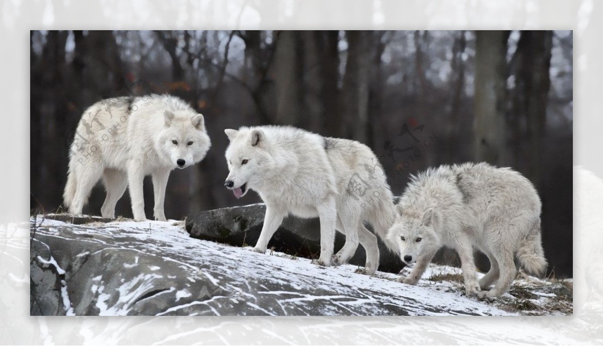 三头白狼图片