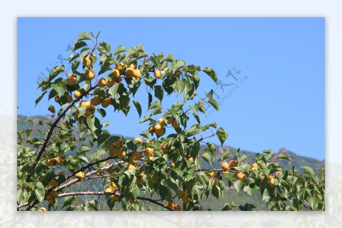 杏树图片