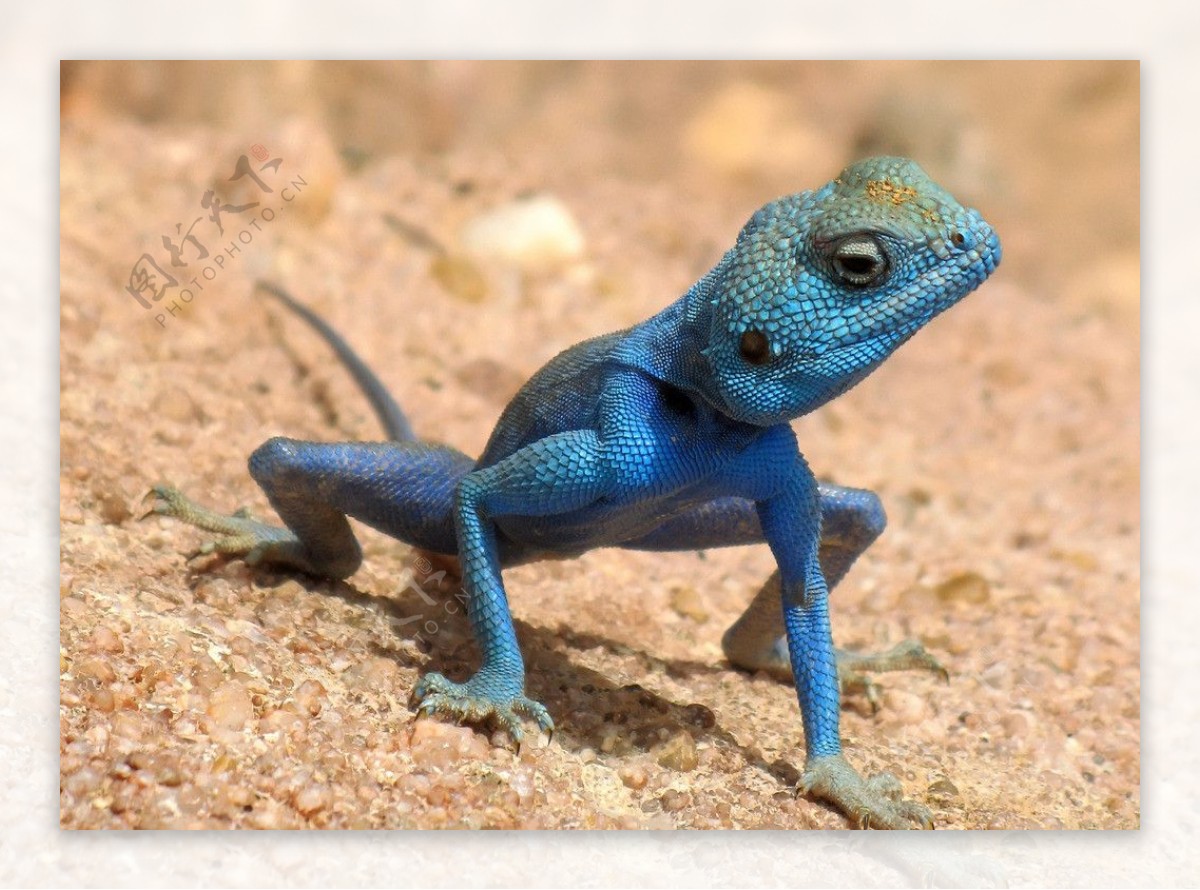 蓝色雄性蜥蜴图片