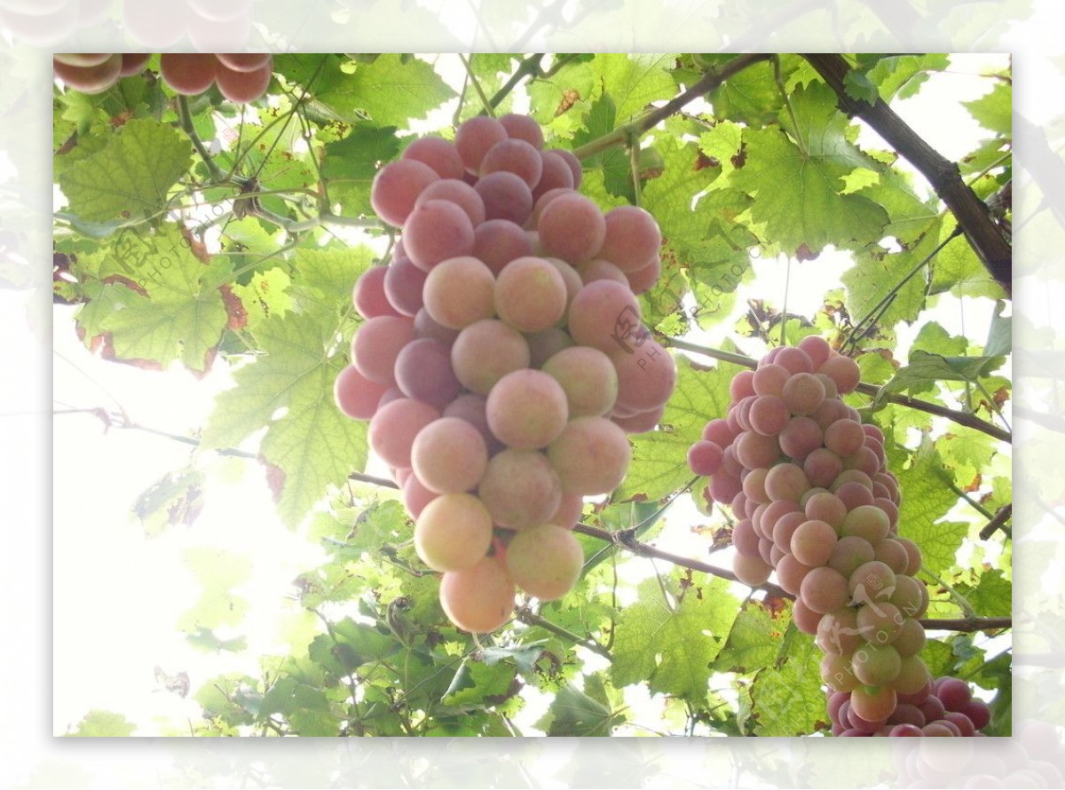 阳光下成熟的葡萄图片