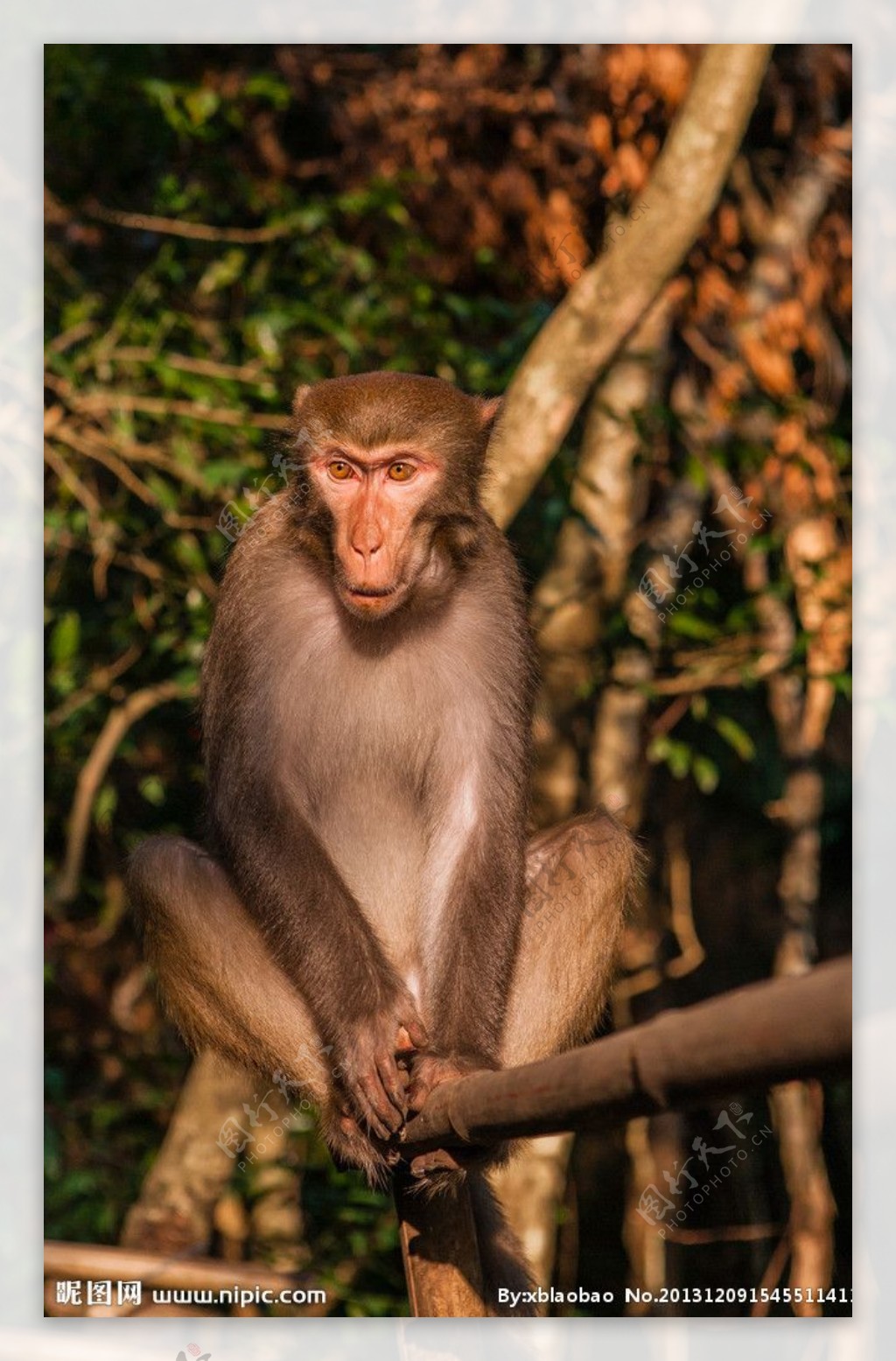 龙虎山的猕猴图片