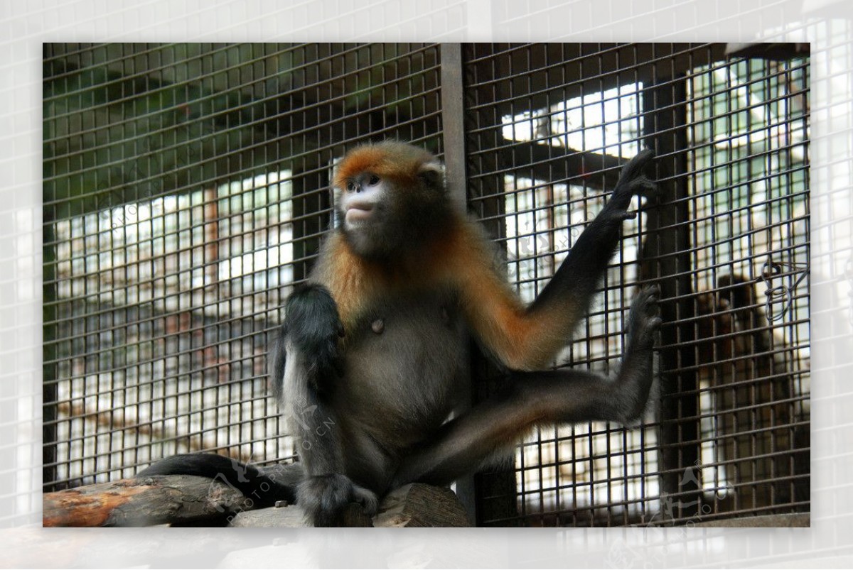 北京动物园的猴子图片