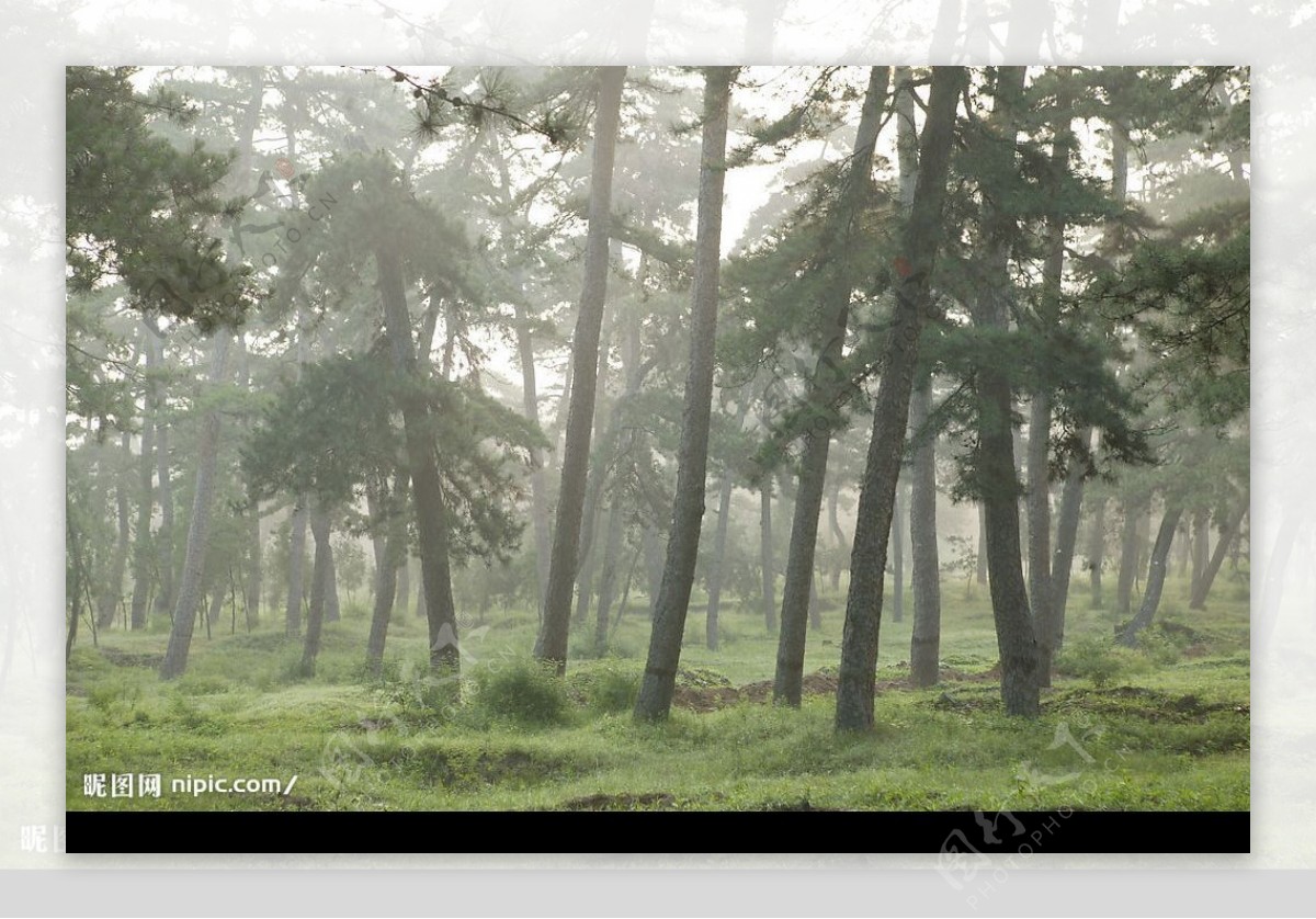 清西陵之古松林图片