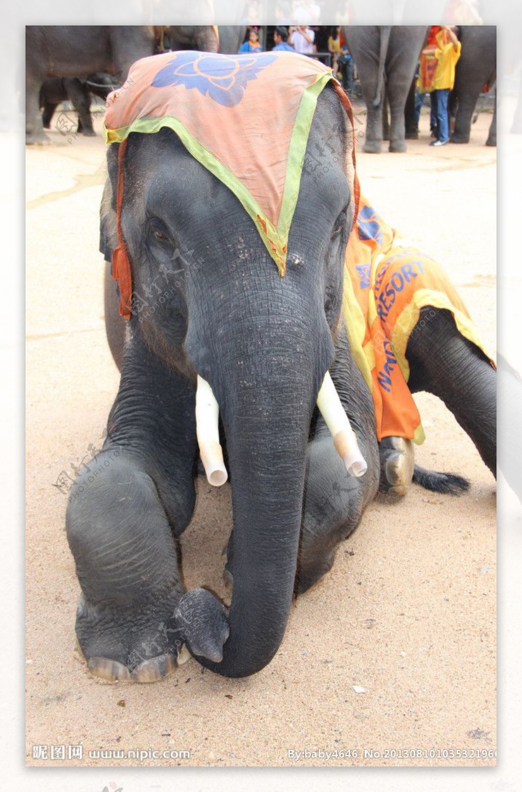 泰国大象马戏图片