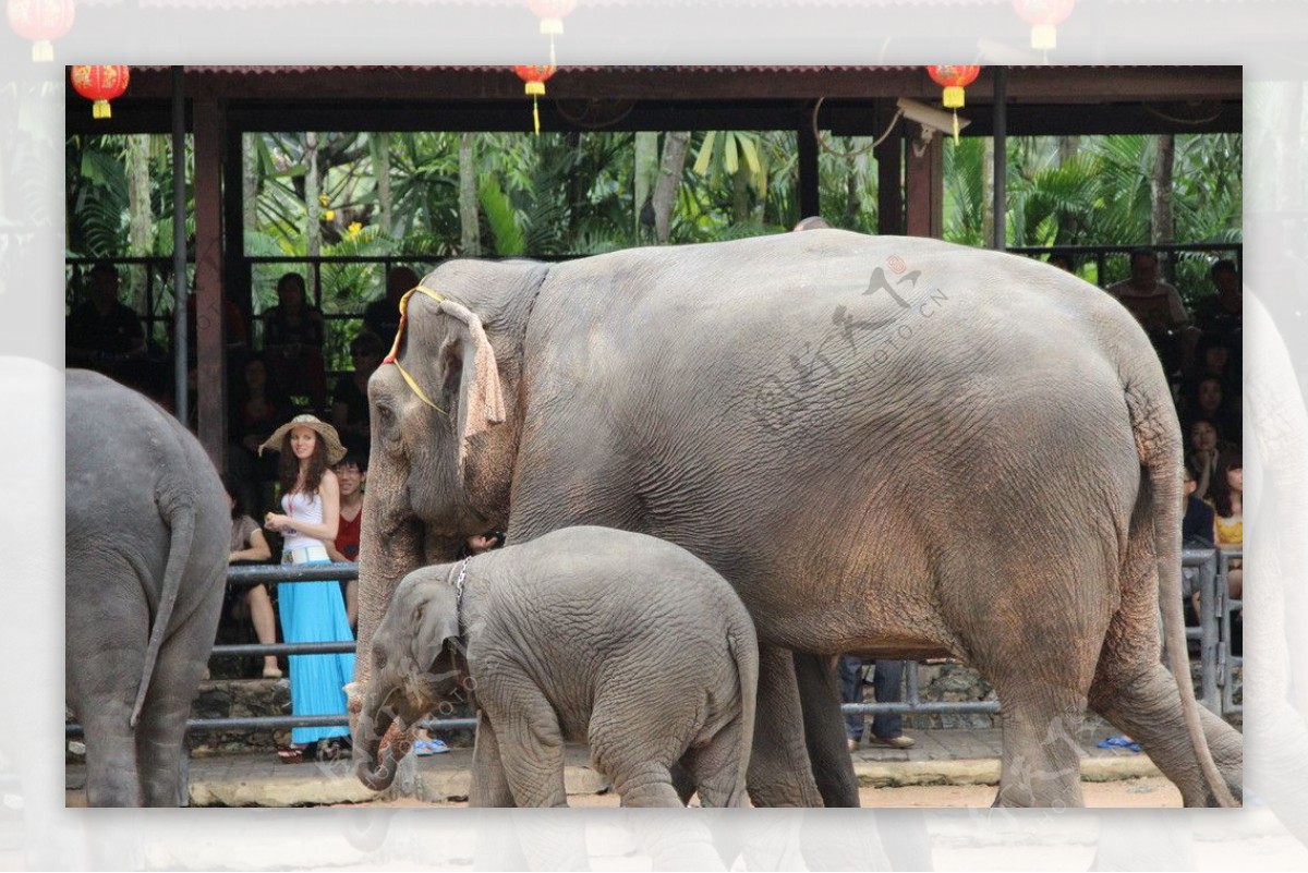 泰国大象表演图片