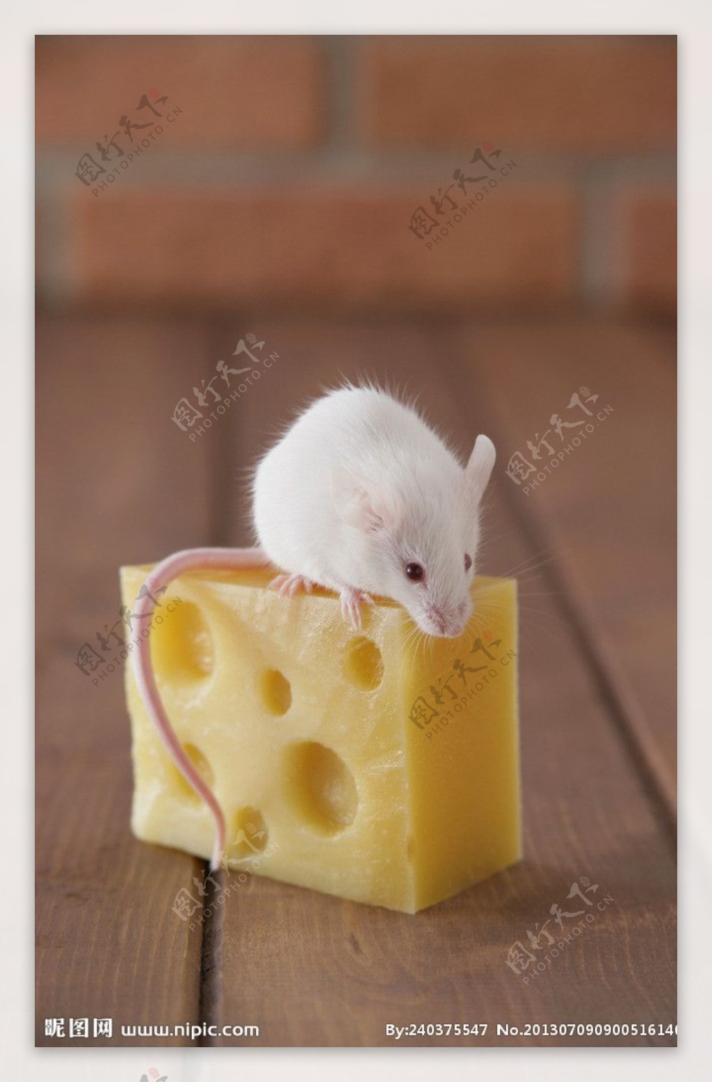 老鼠图片