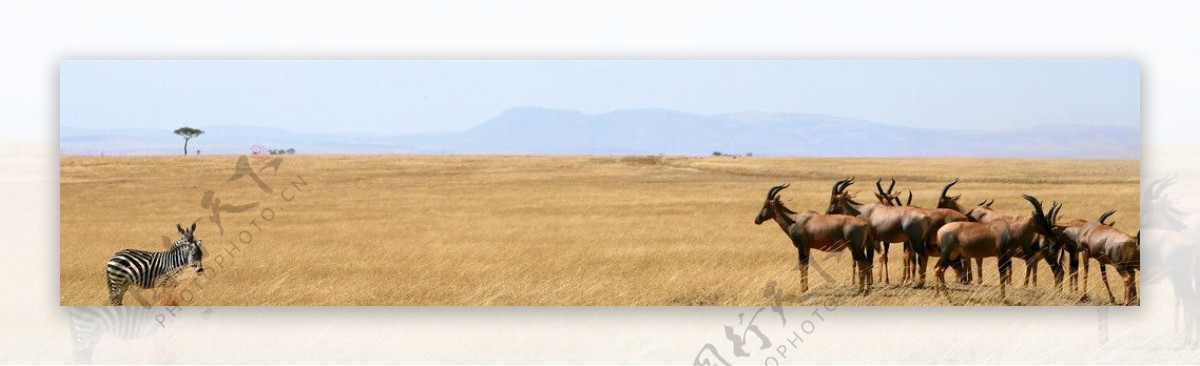 斑马和羚羊图片