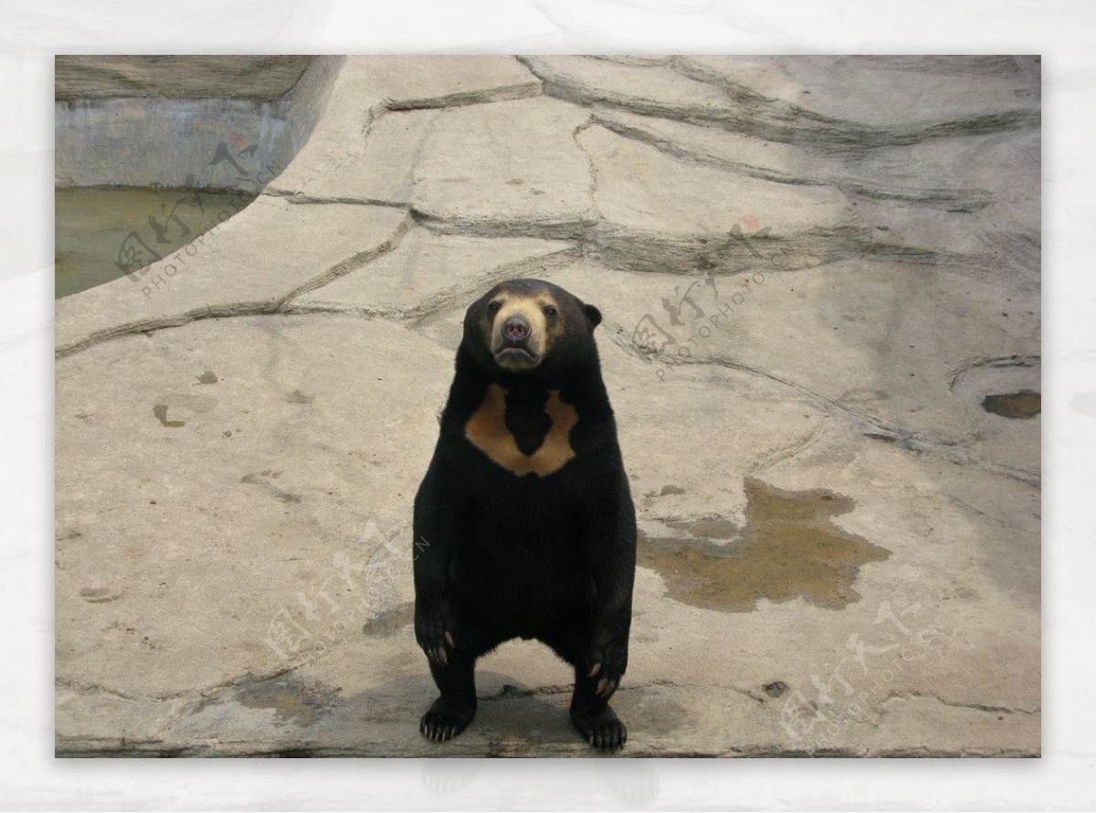黑色熊站立图片