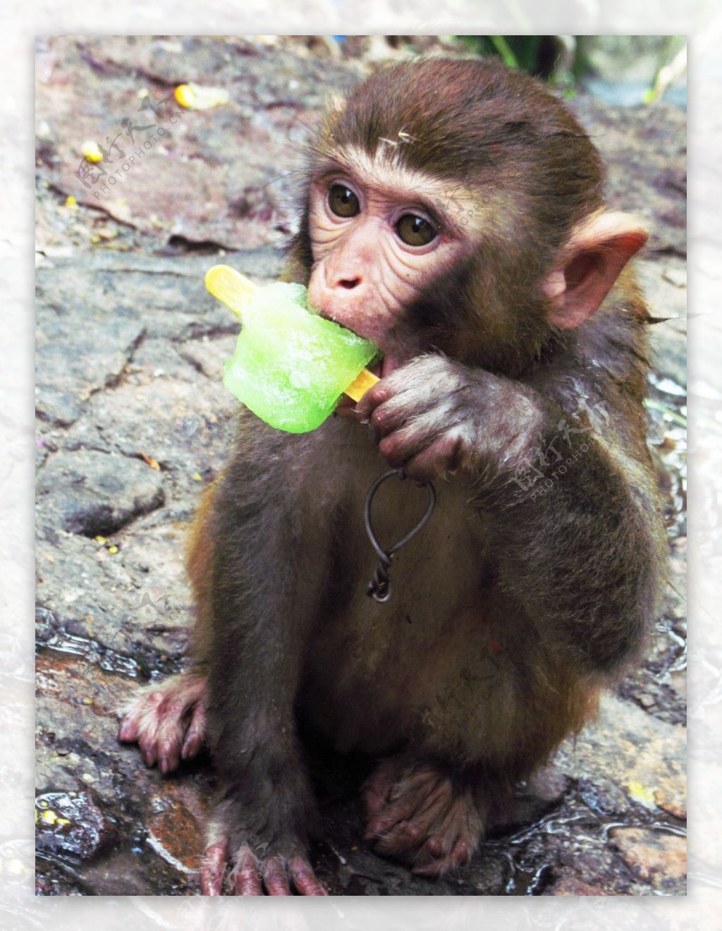 吃冰棒的猕猴图片