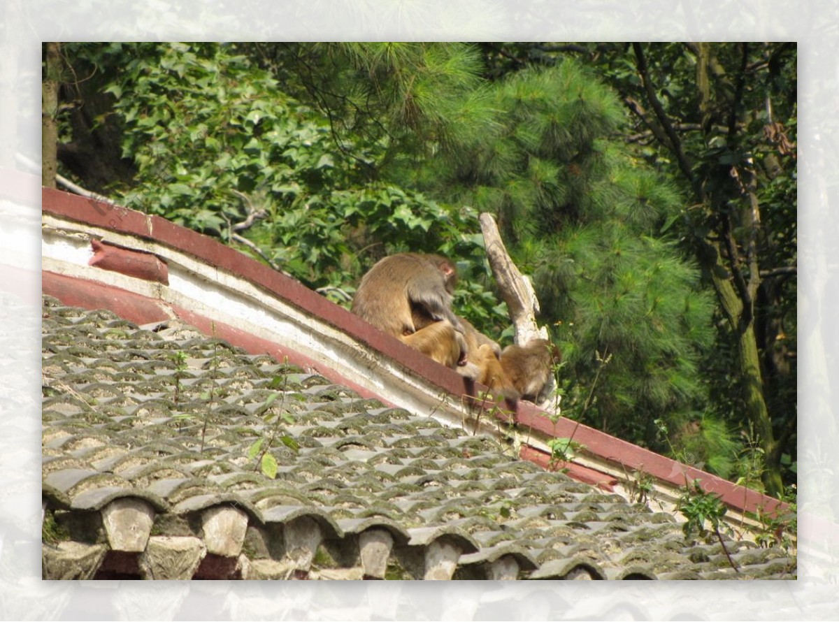 黔灵山的猴子图片