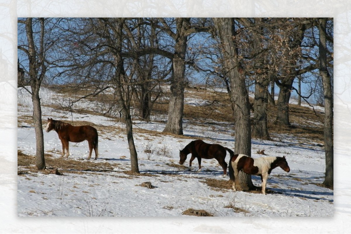雪地上的野马图片