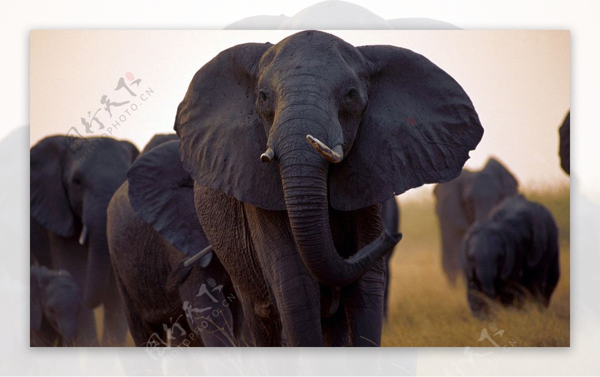 非洲草原的大象图片