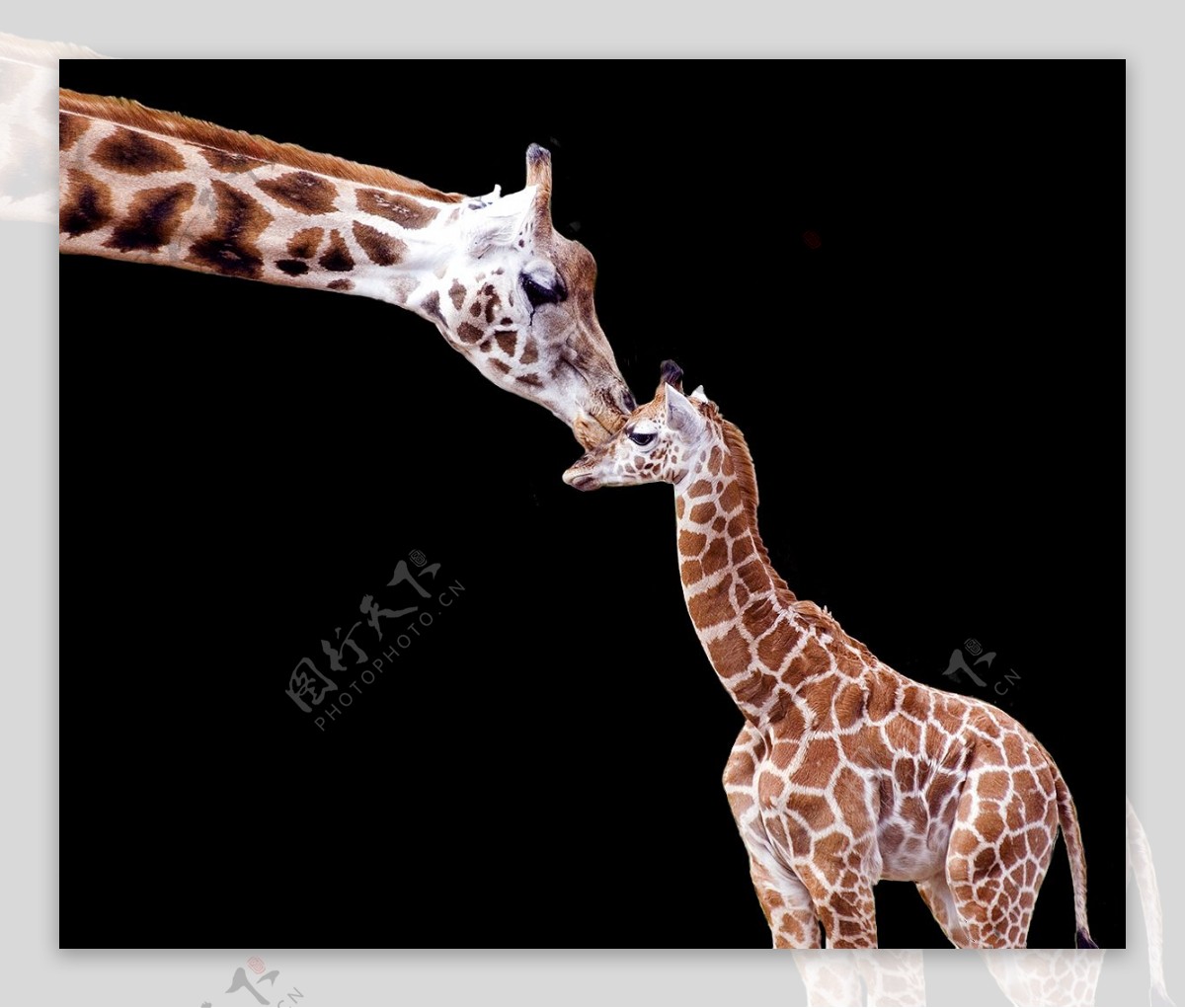 长颈鹿母子图片