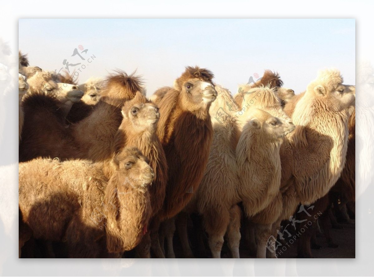 沙漠骆驼摄影图图片