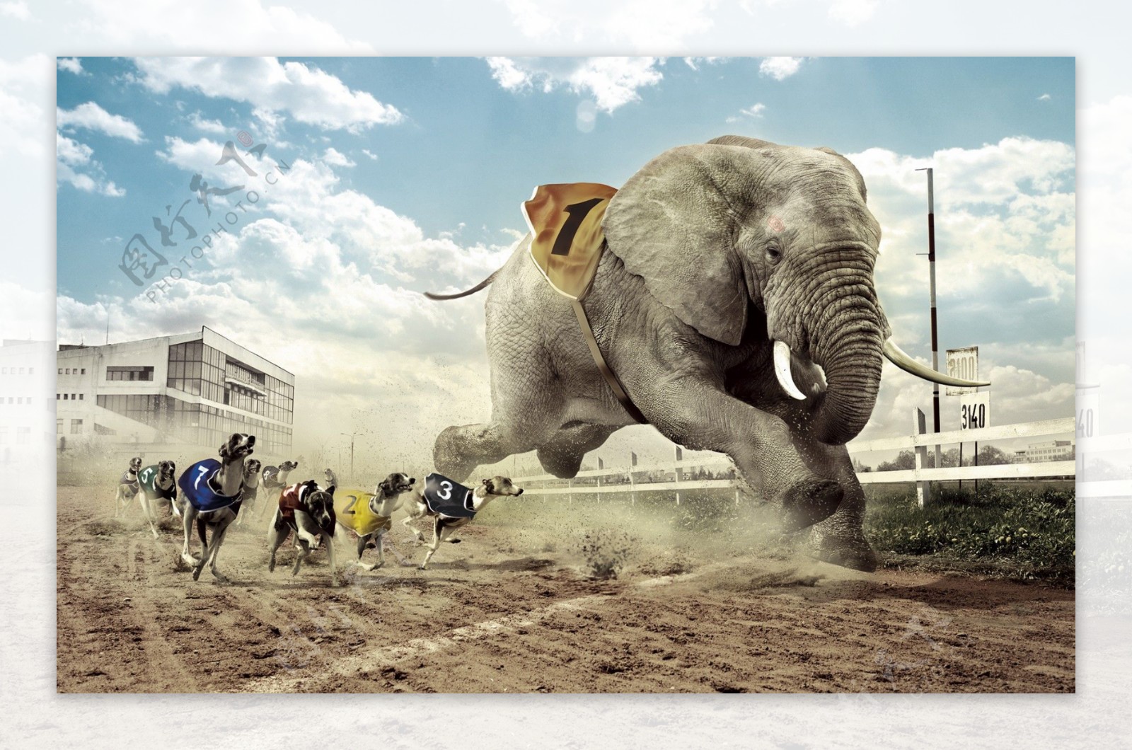奔跑的大象图片