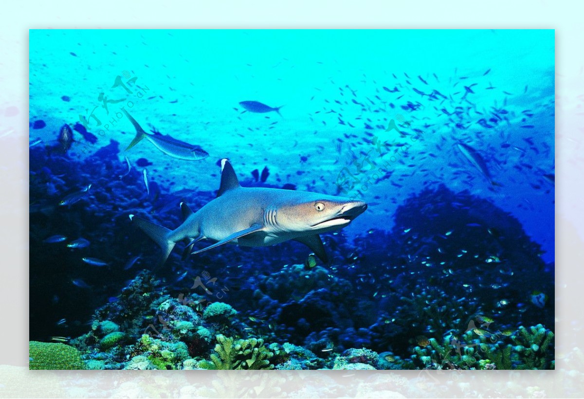海底奇观鲨鱼图片
