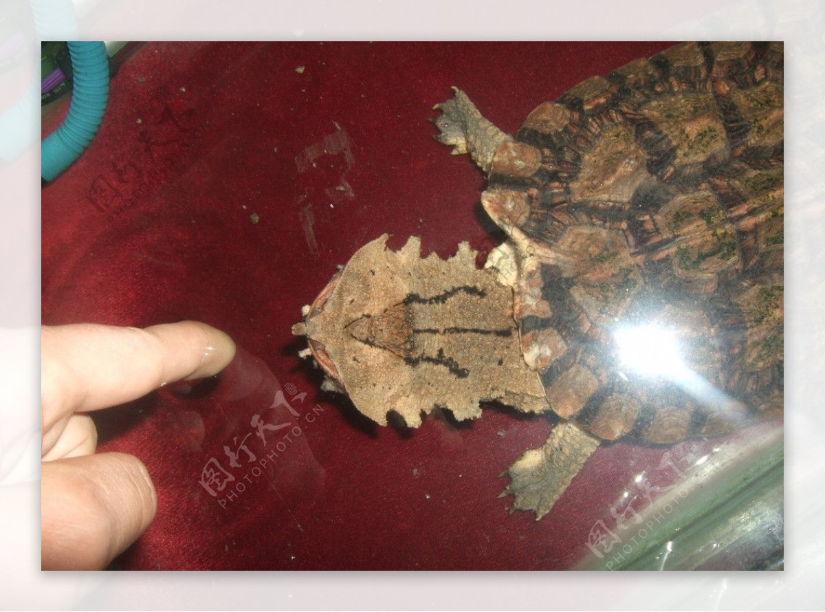 亚马逊枯叶龟玛塔龟图片