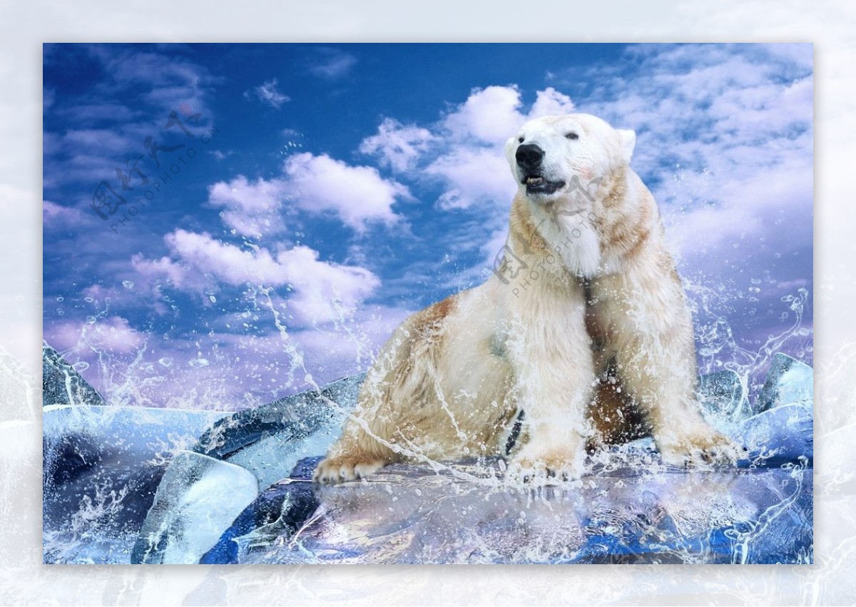 北极熊高清图片