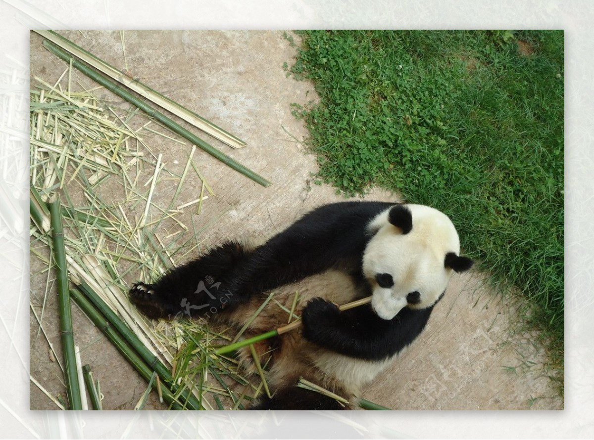 云南野生动物园熊猫图片