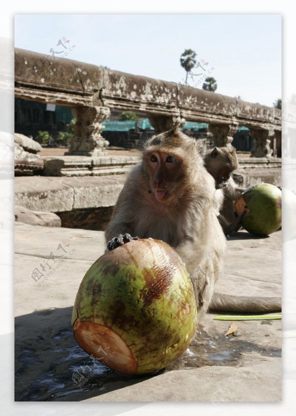 吴哥的猴子图片