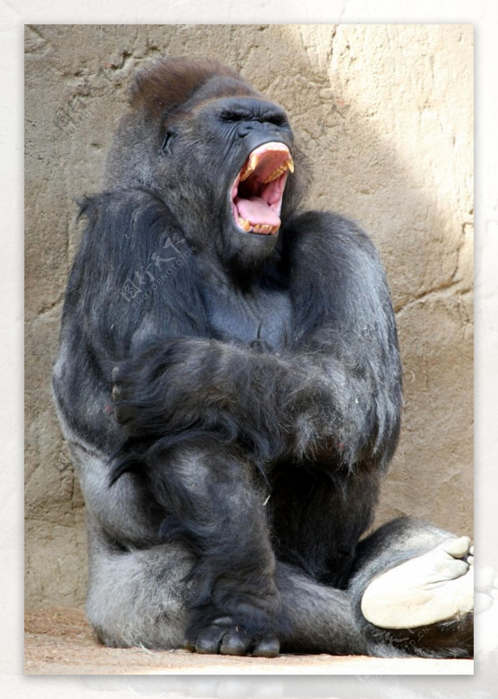 黑猩猩打哈图片