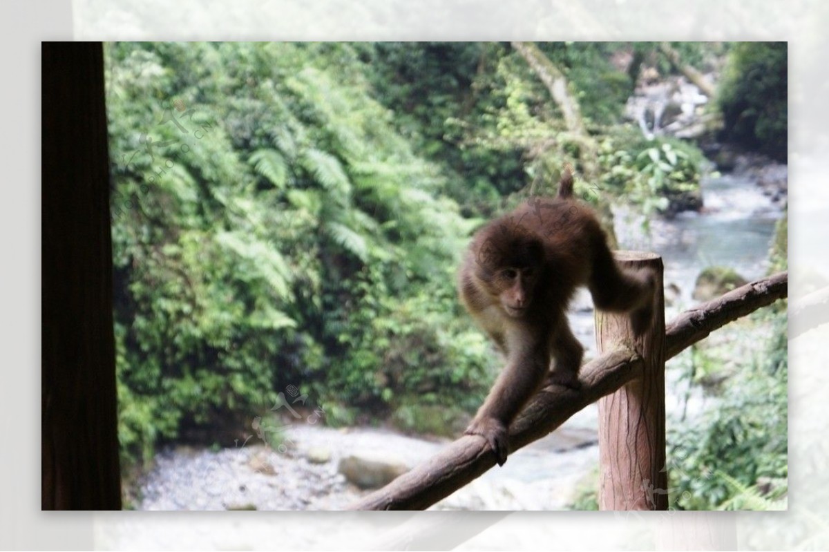 峨嵋山猕猴图片