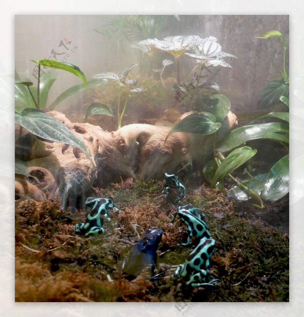蓝箭毒蛙和黑色箭毒蛙图片
