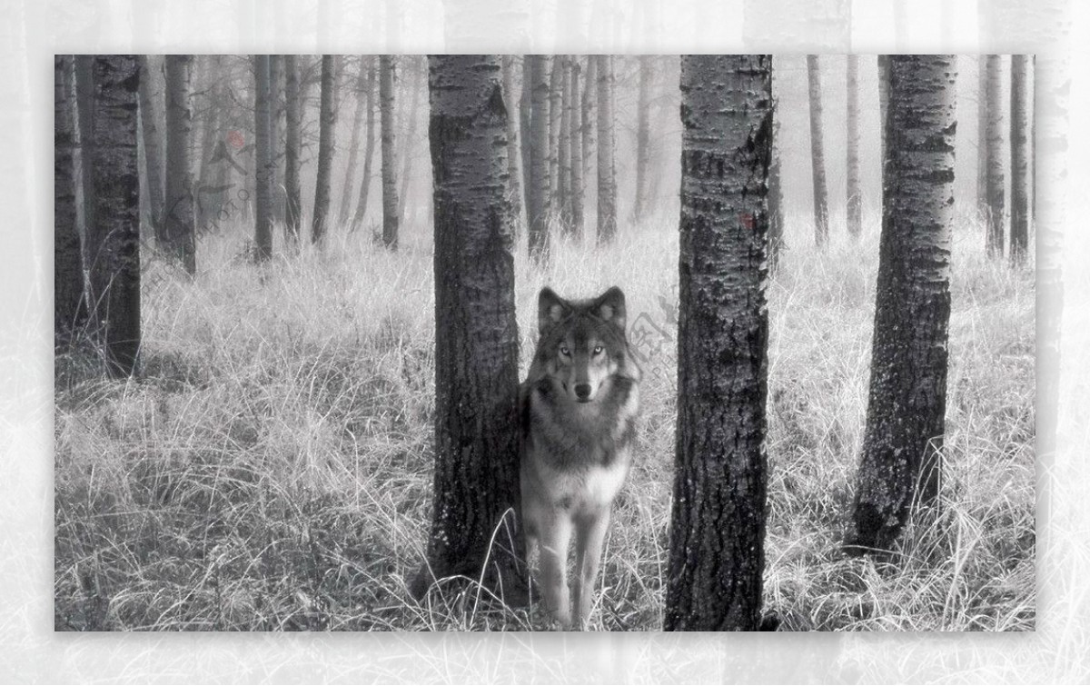 山野的狼图片