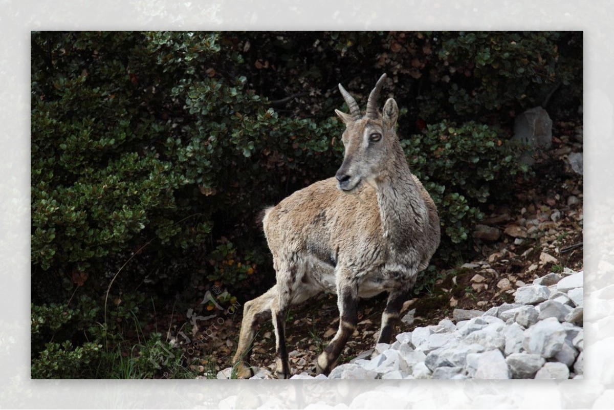 爬山坡的母鹿图片
