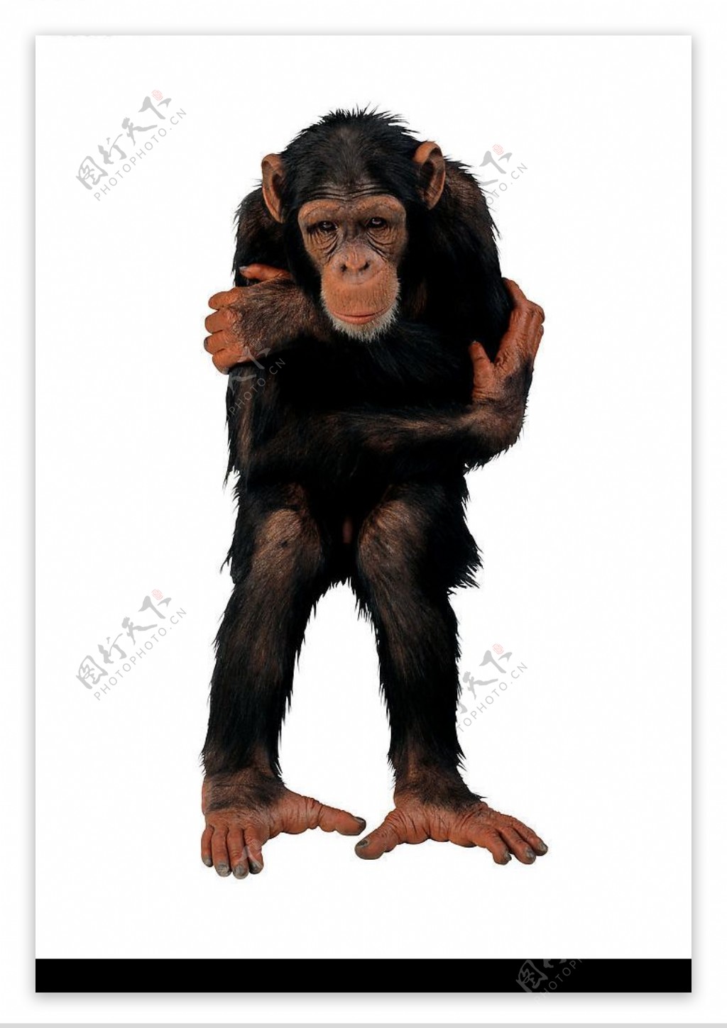 黑猩猩图片