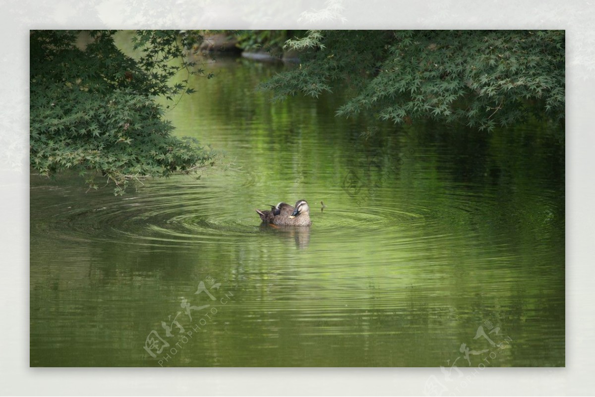 一只在池塘里游泳的野鸭图片