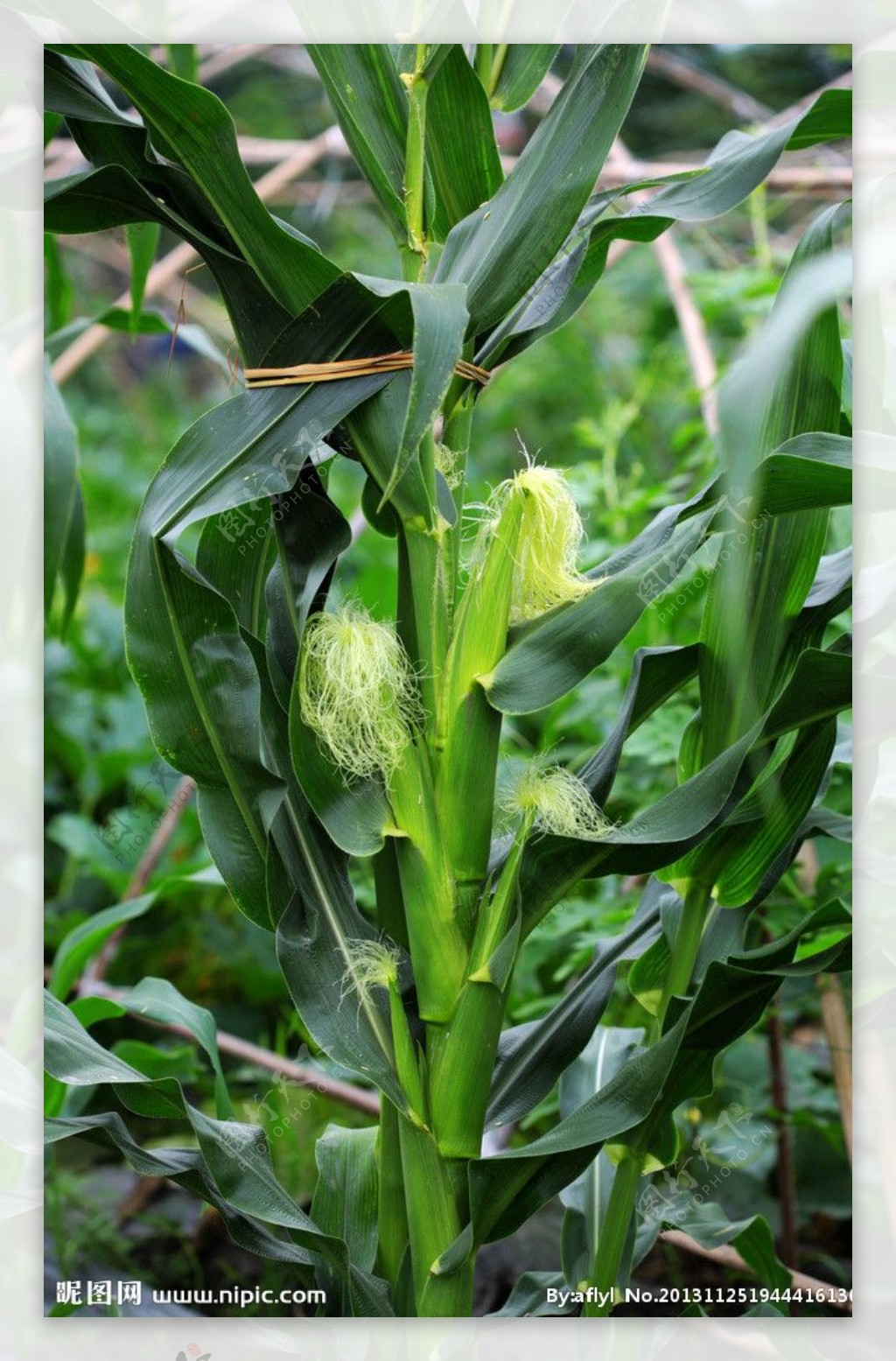 玉米植株图片