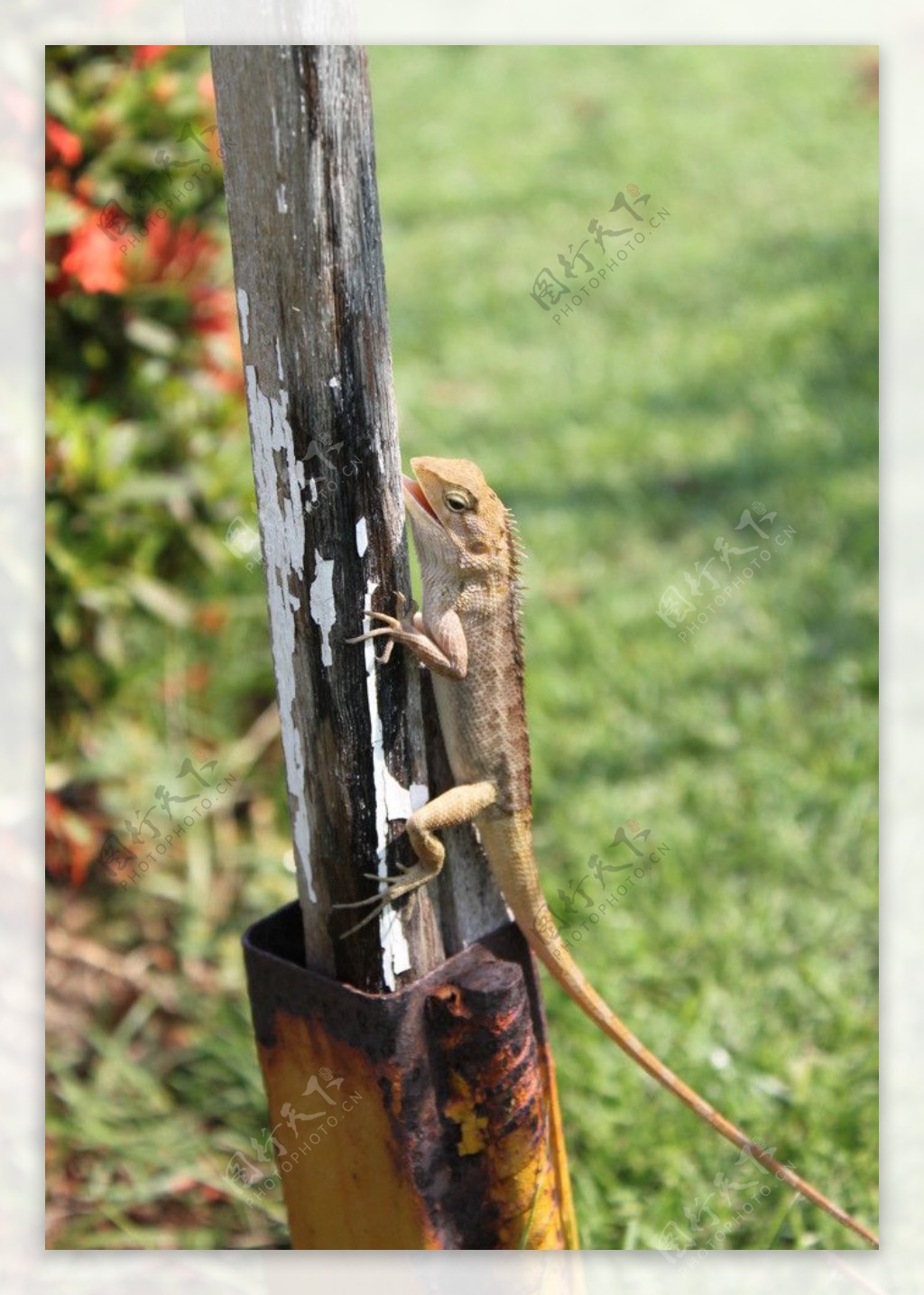 木杆上的泰国蜥蜴图片