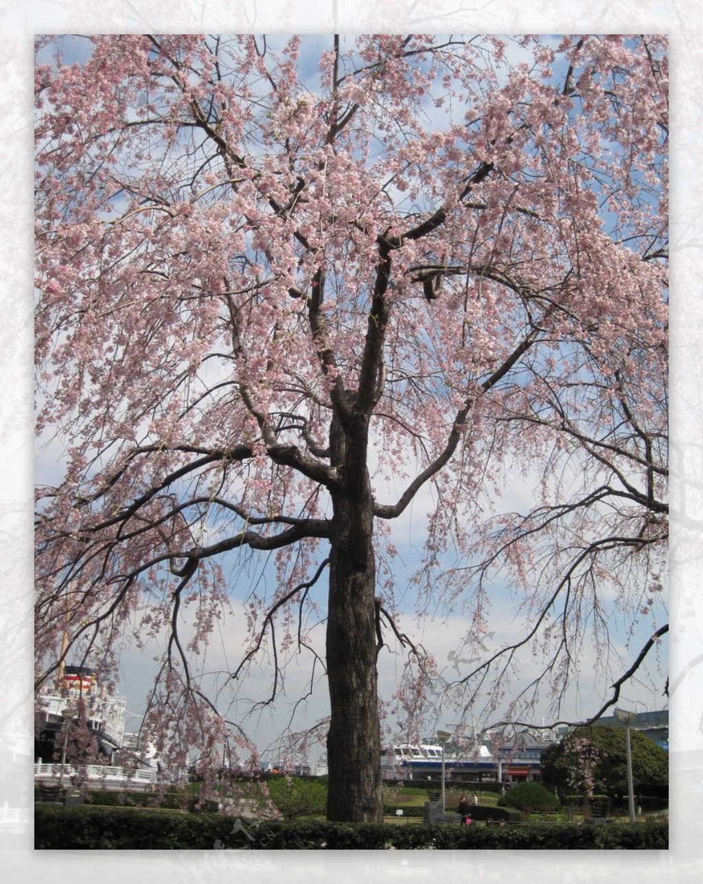 日本横滨港樱花满开图片