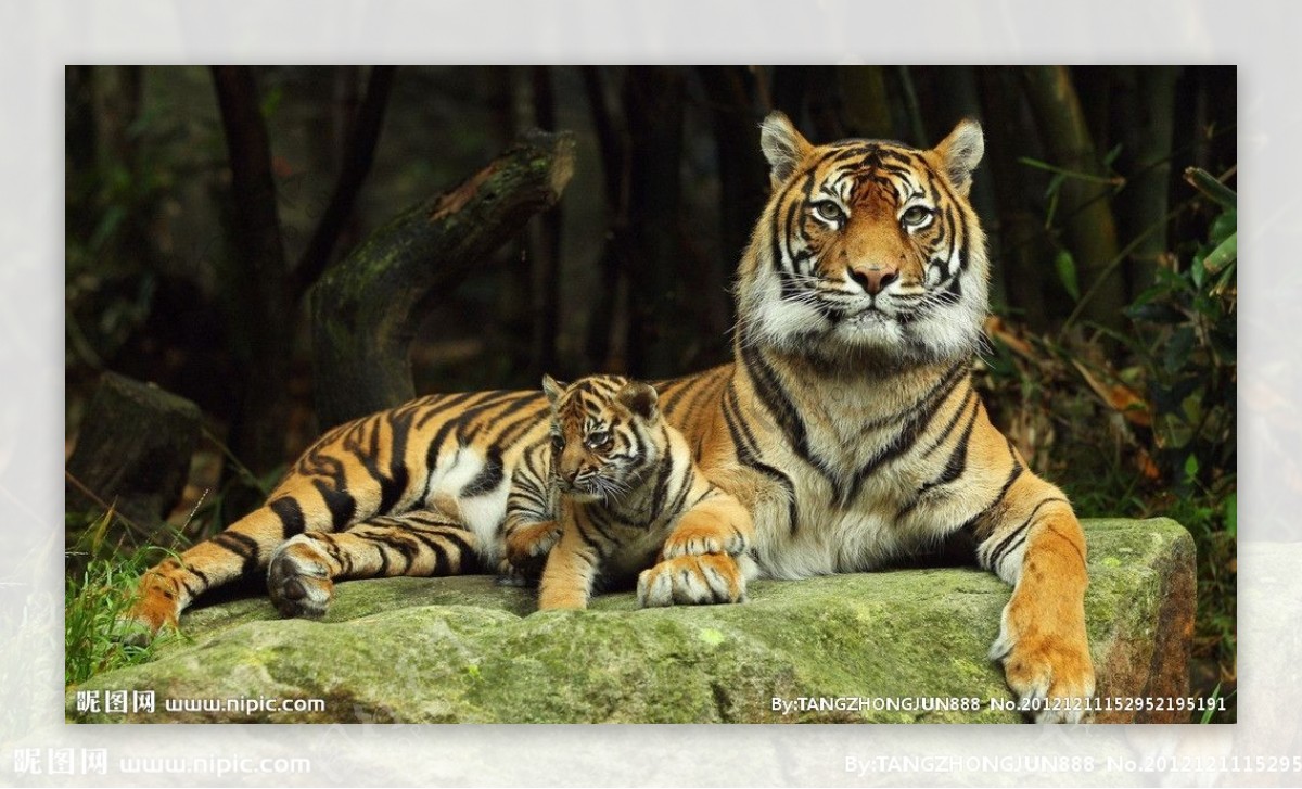 老虎与虎宝宝图片