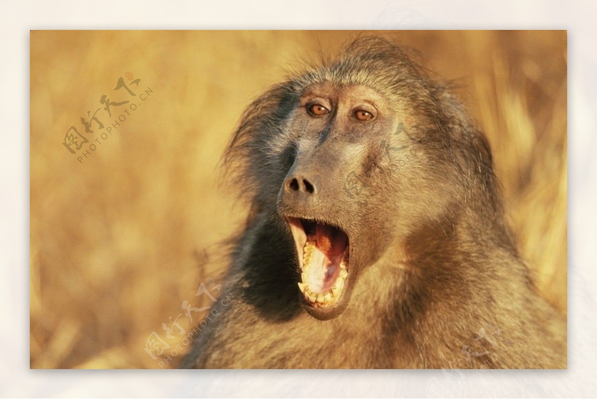 猩猩猴子野生动物图片