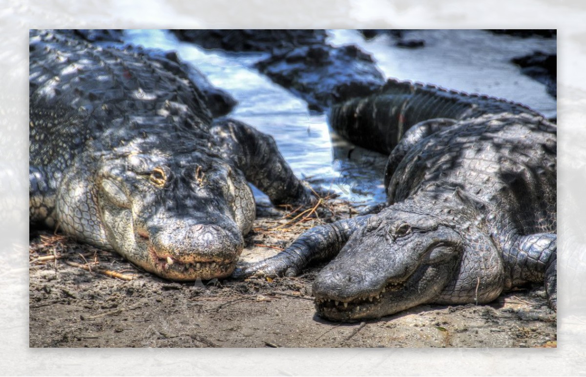 等待午餐的大鳄鱼佛罗里达州大鳄鱼奥兰多图片