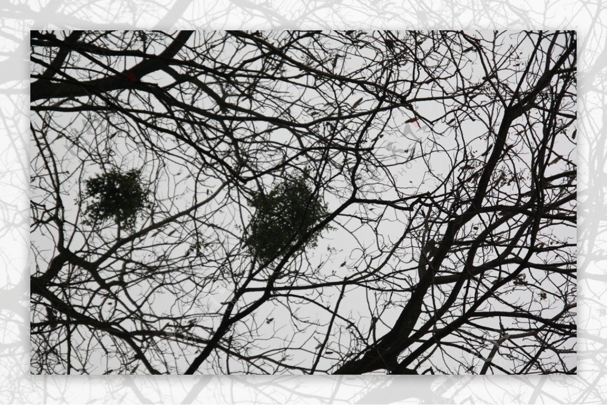 树上的鸟窝图片