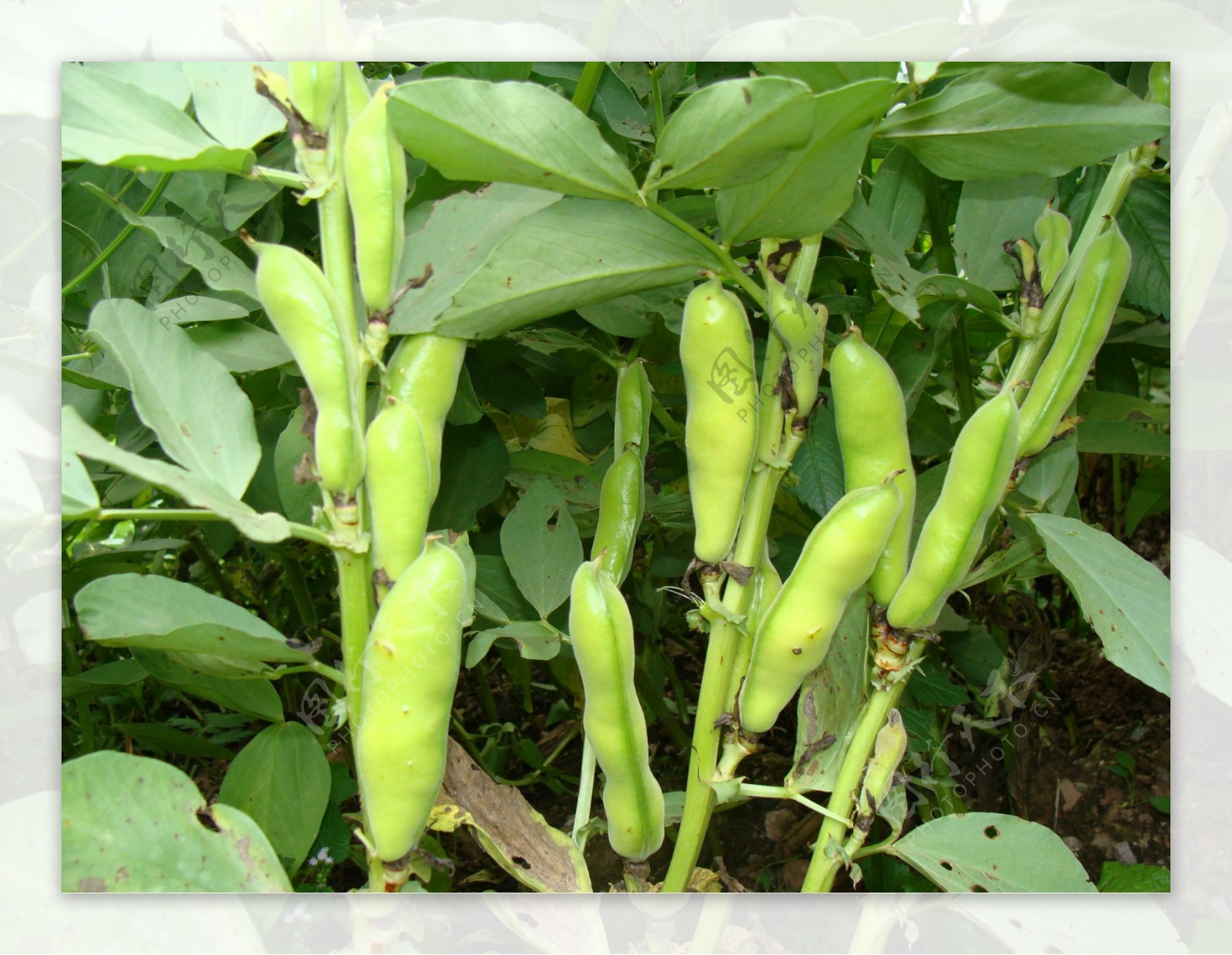 蚕豆的种植方法介绍, 想要种出好的蚕豆并不难! 只要注意好这四点