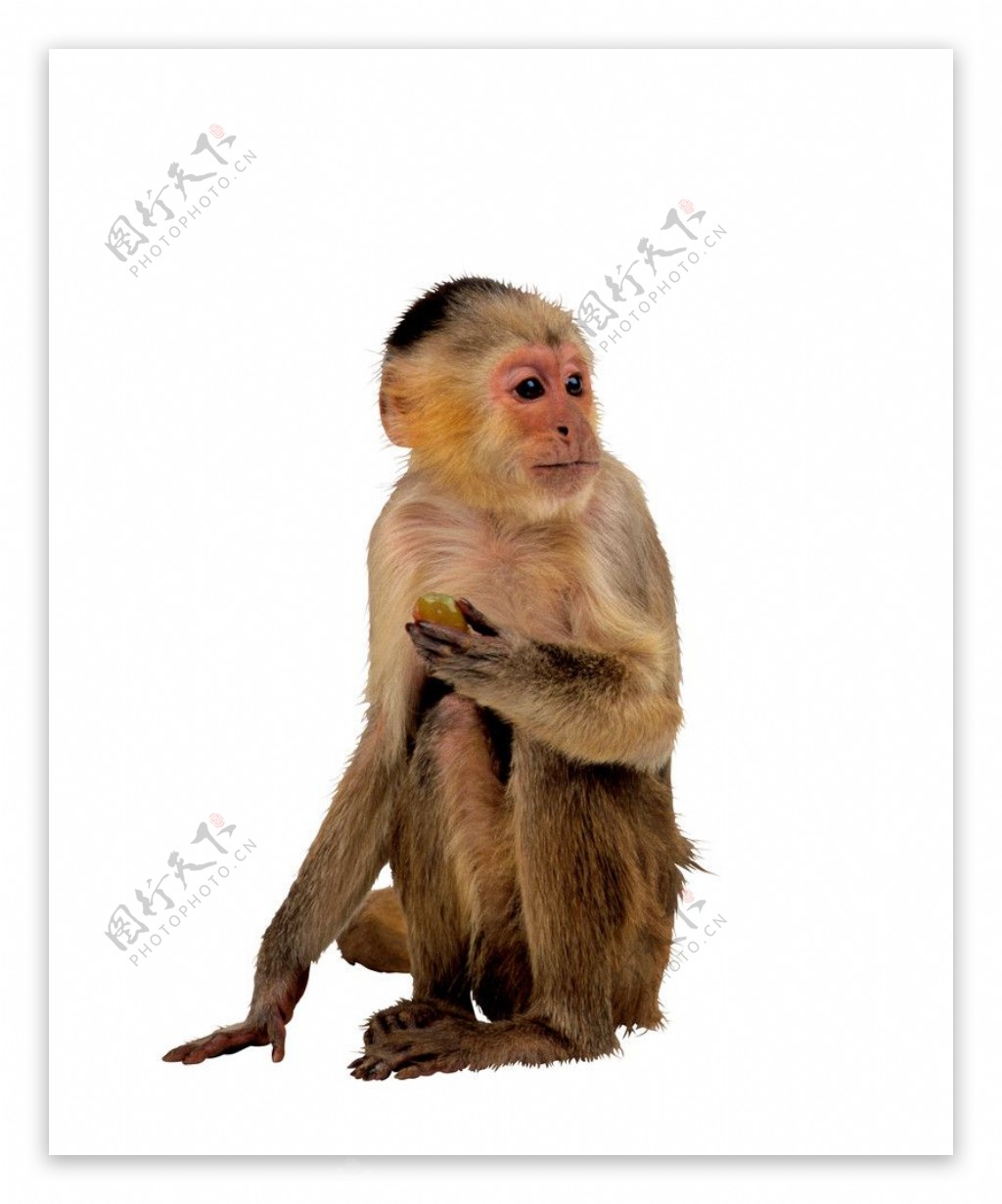 猿科动物图片