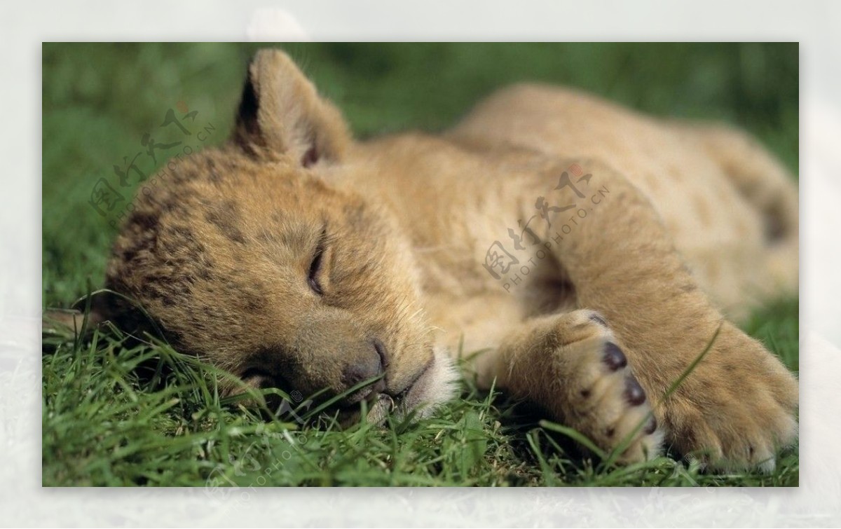 睡觉的小狮子图片