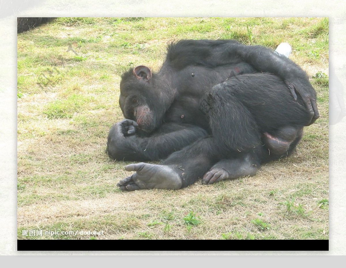 午睡的猴子图片