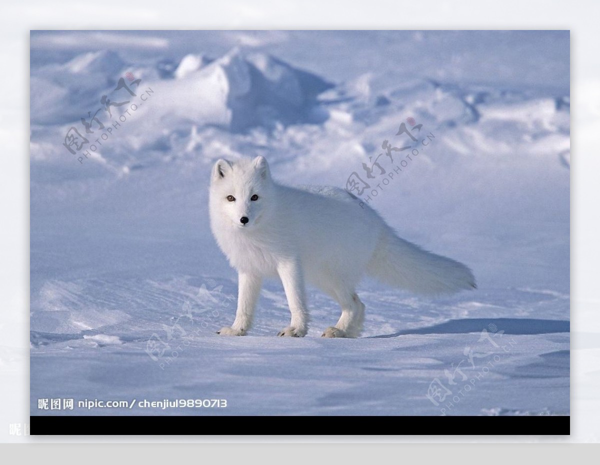 冰雪中的北极狐图片
