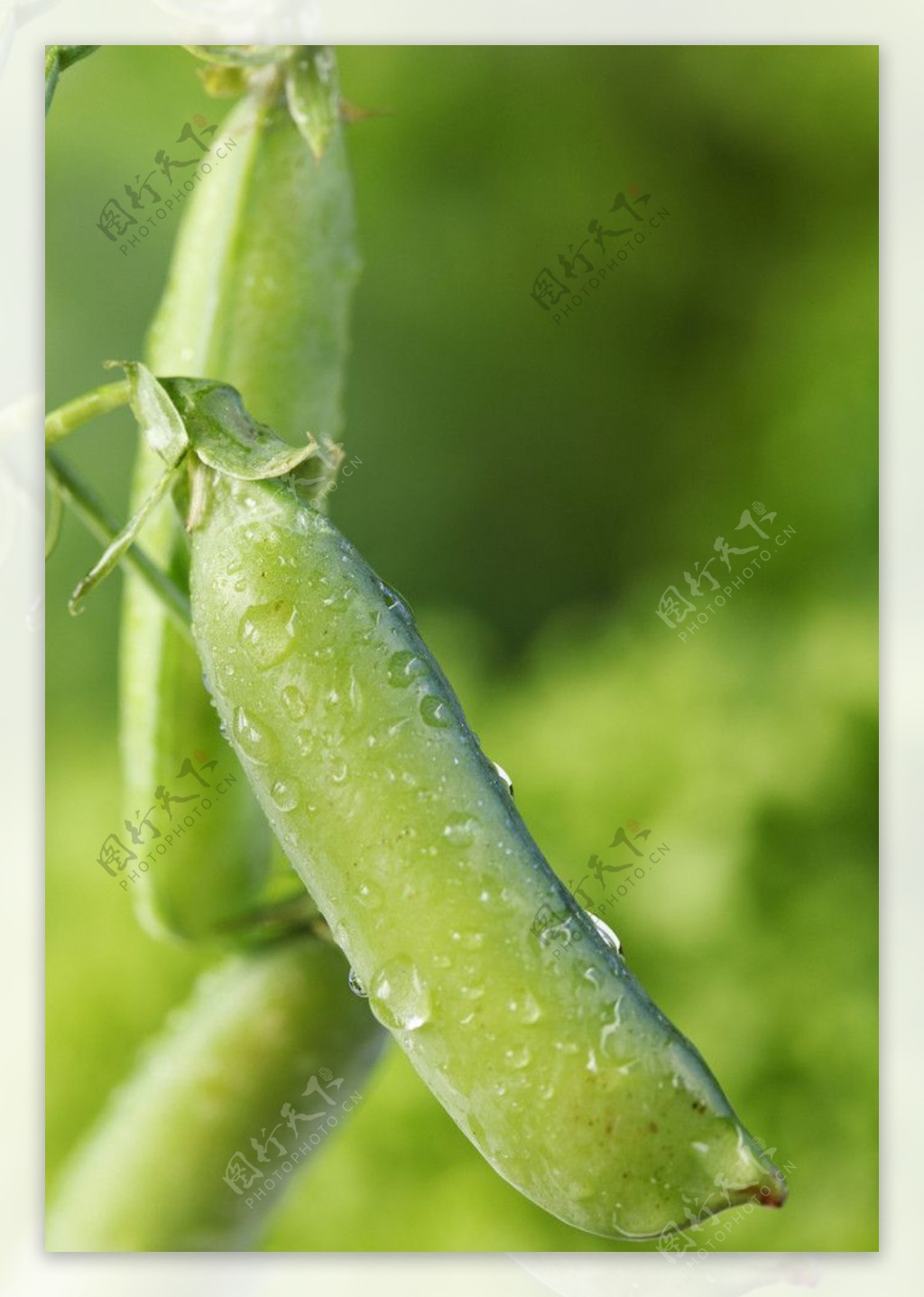 四季豆豆角图片