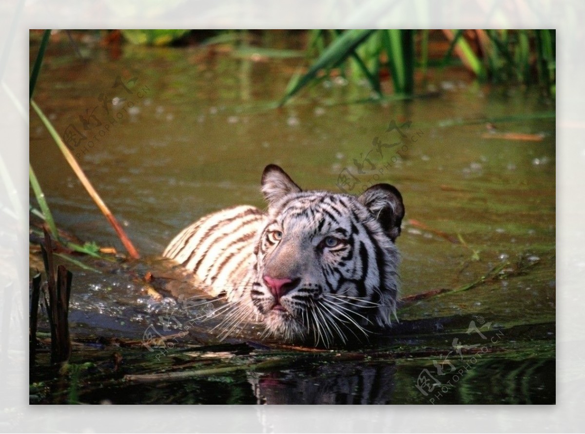 游泳的虎图片