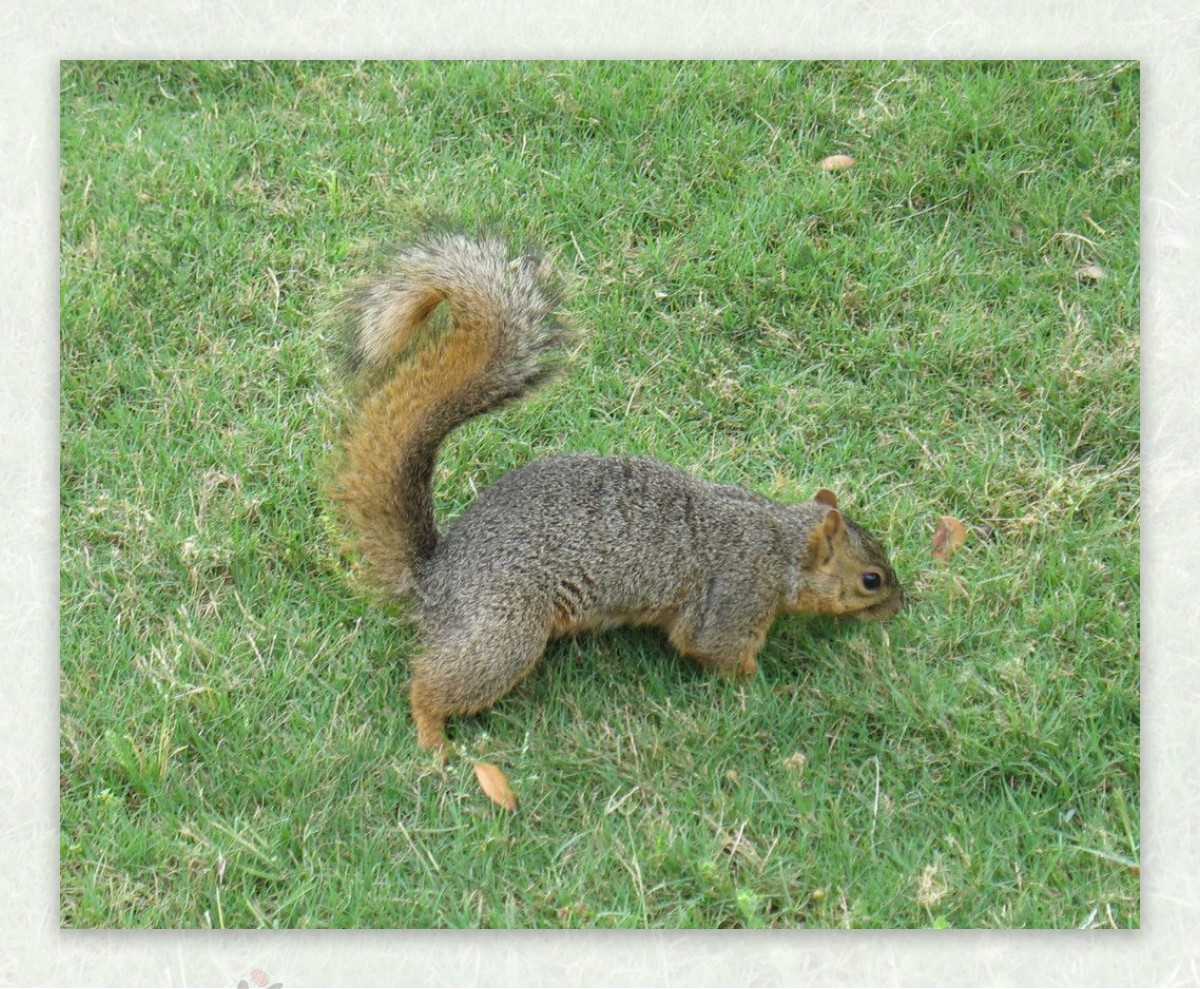 小松鼠和它的大尾巴图片