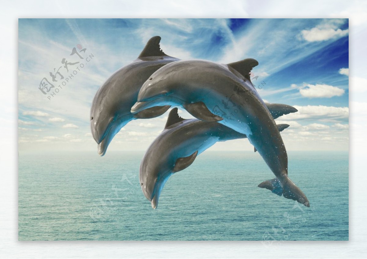 唯美海豚图片