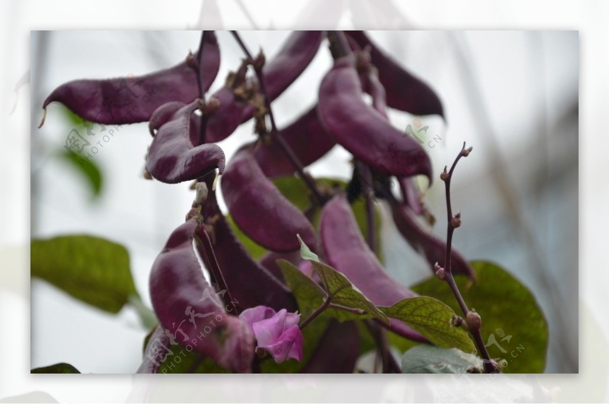 紫扁豆图片