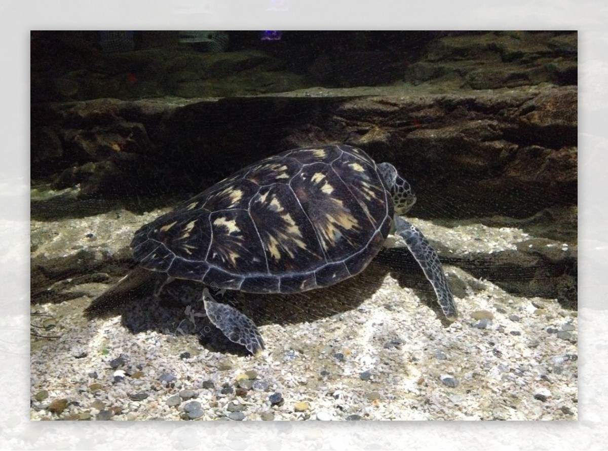 海龟海洋馆图片
