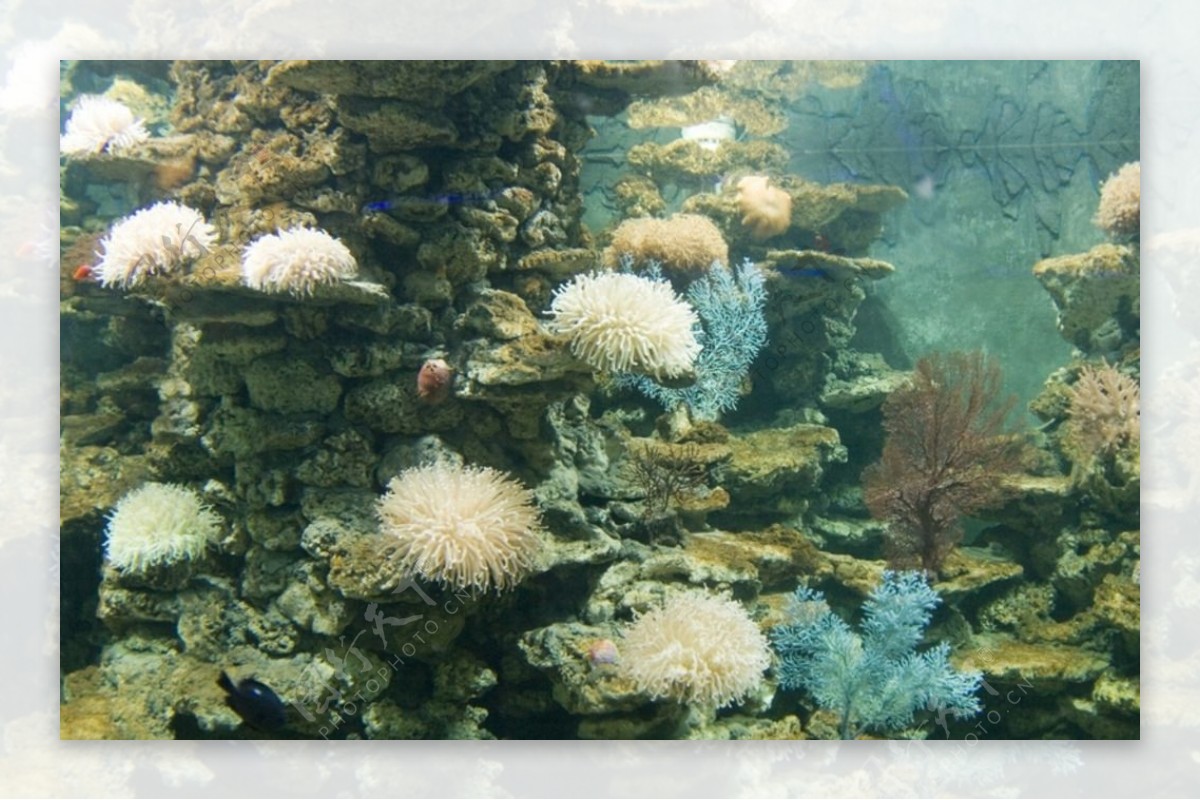 海葵珊瑚图片